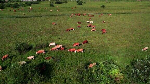在田野的草地上吃草的肉牛
