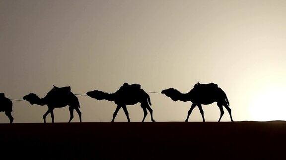 阿拉伯传统头饰长袍与他的骆驼行走在沙漠沙丘的剪影日落