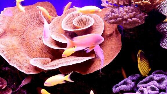 水下热带鱼和珊瑚
