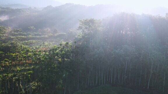 槟榔树林朝阳逆光航拍