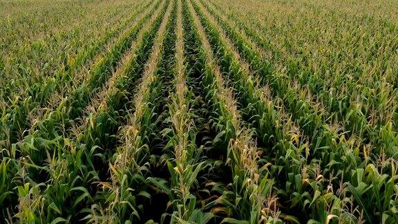 田野里满是等待收割的玉米