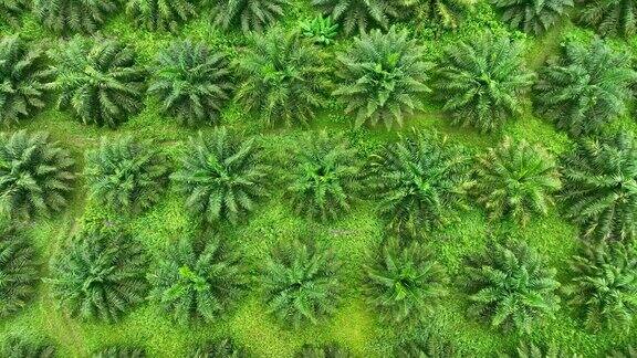 鸟瞰森林里椰树的图案