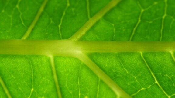 叶片表面的细胞结构视图显示植物细胞的教育叶子在微距拍摄背景植物或树的明亮的绿色叶子与纹理和图案接近