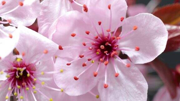 粉红色的樱花盛开樱花