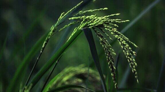 种植园里的水稻