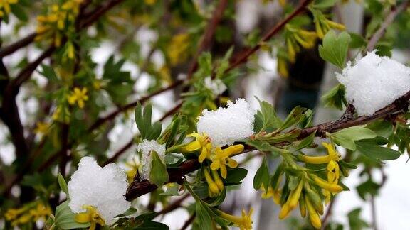 罕见的现象在春天雪白雪覆盖的开花树的树枝雪的花气候变化