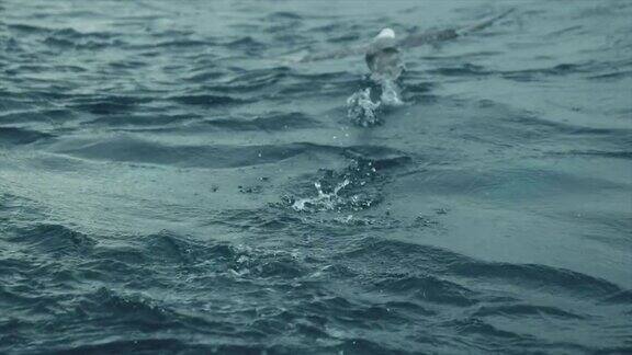 海鸥从水面上起飞