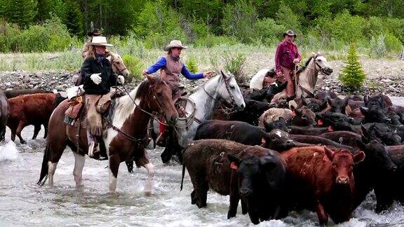 牛仔们在河边放牛