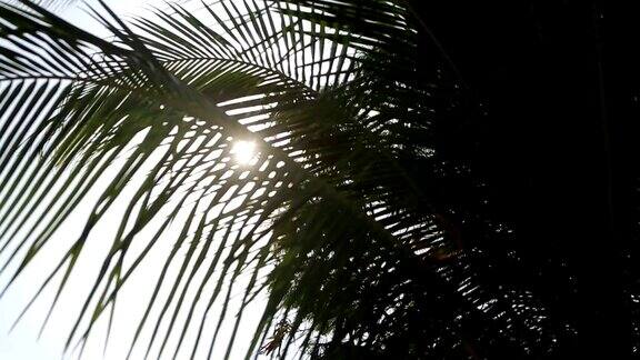 热带马尔代夫岛上的一棵绿叶和阳光的棕榈树充满异国情调
