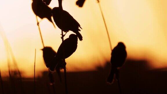 雌性红翼黑鹂西德克萨斯州:日落