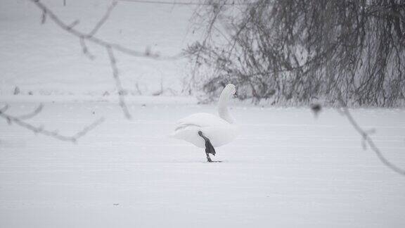 一只天鹅站在冰封的雪覆盖的湖中央天鹅梳妆打扮单腿站立有时鸭子飞快地从天鹅身边飞过