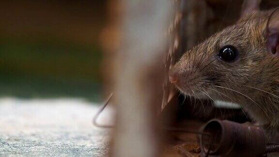 笼子里的老鼠捉老鼠老鼠会传染给人类如钩端螺旋体病鼠疫家庭和住处不应该有老鼠卫生与健康