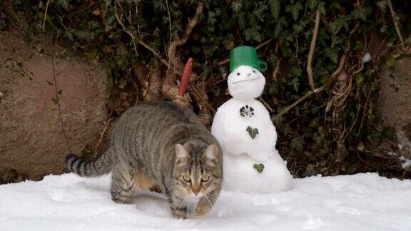 家猫在院子里玩雪旁边是雪人