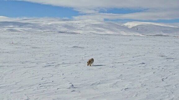 一只在雪地上爬行的狐狸