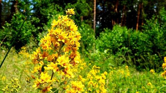 夏日森林里美丽的黄花