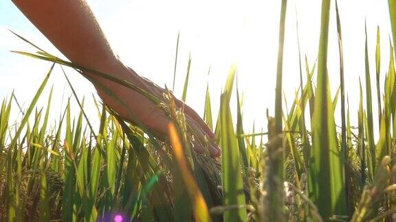 特写:在金色的夕阳下女性的手抚摸和爱抚着成熟的水稻植株