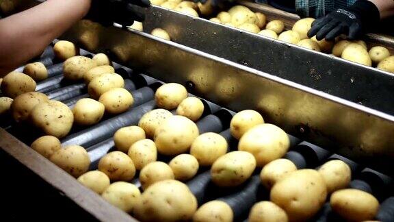 选择最好的土豆