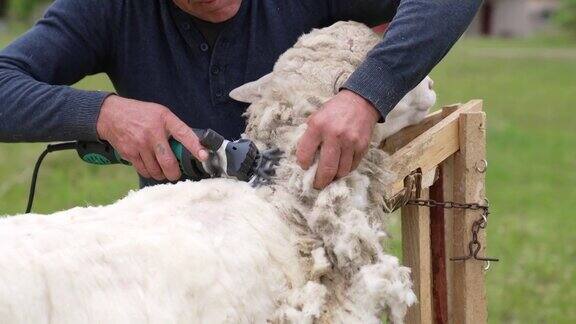 在农场剪羊毛农民在农场剪羊毛的近景
