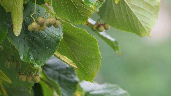 湿绿的菩提树叶子上沾着雨滴在下雨