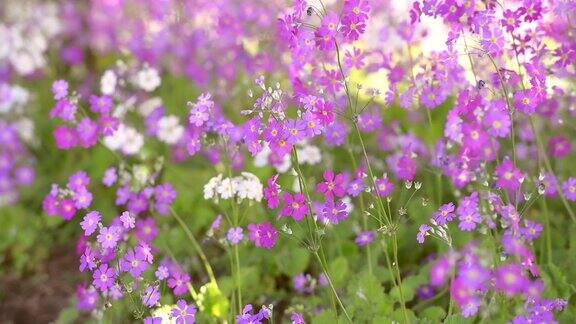 紫色的报春花在冬季盛开在花坛上
