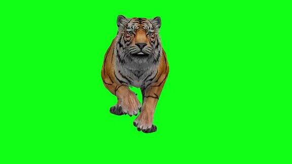 老虎奔跑前视图动画无缝循环动物绿色屏幕3D渲染