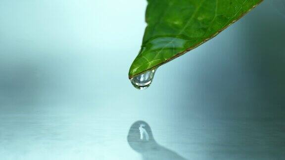 绿叶子上的小水滴在森林里荡漾水面的特写