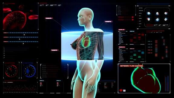 女性身体扫描心脏数字显示人体心血管系统