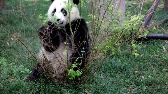 熊猫吃树叶