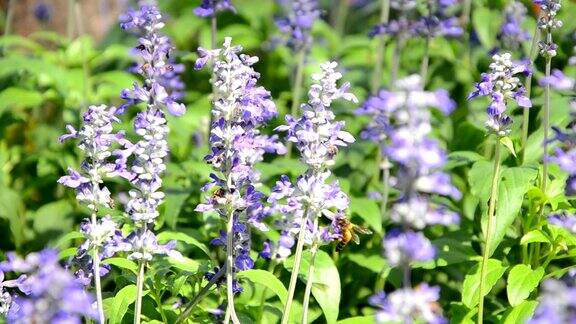 蓝色鼠尾草和蜜蜂