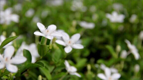栀子是一种白色的花在花园里很香