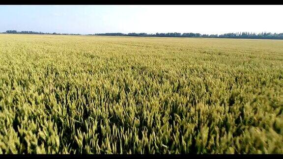 航拍绿色麦田农业、小麦收成
