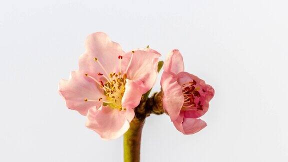 桃花盛开和旋转的白色背景在水平格式时间推移4k视频桃树在春天开花的视频