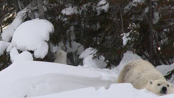 北极熊和幼崽在穴居地