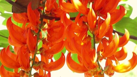 橙色燃烧异国情调的热带花挂攀缘植物