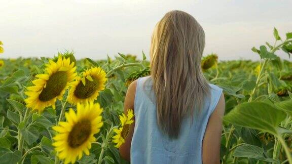背影看不出的金发女人走在向日葵的田野Slowmotion拍摄
