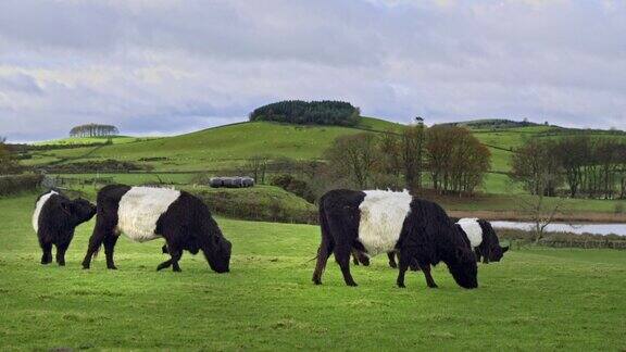 一小群系皮带的加洛威牛和小牛