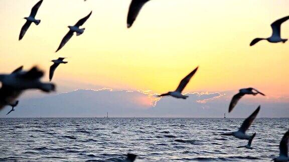 HD:傍晚日落时分小鸟在海面上飞翔