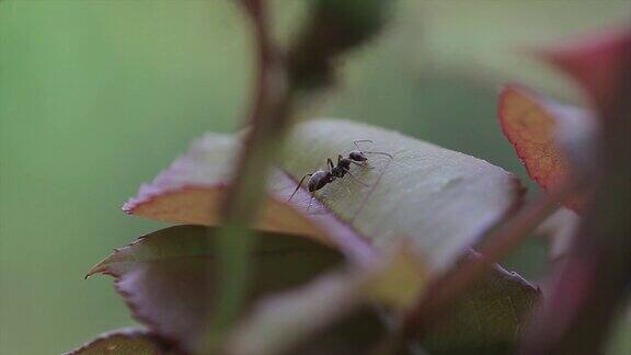 蚂蚁吃树叶微距镜头拍摄