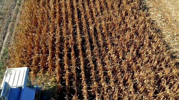 联合收割机在收割一片玉米田的鸟瞰图