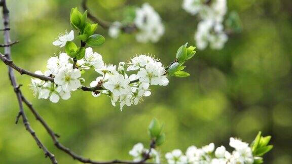 盛开的树在春天与白色的花