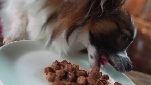 狗像人一样吃桌上盘子里的食物棕色和白色的狗在餐厅的餐桌上吃犬食