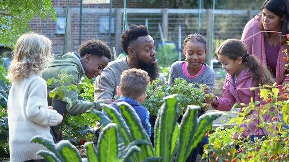 男子在社区花园教孩子们植物