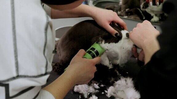 一个女性美容师剃毛猫在动物沙龙的特写