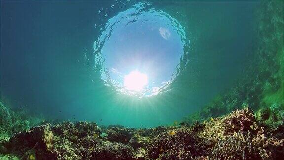 珊瑚礁的水下世界菲律宾
