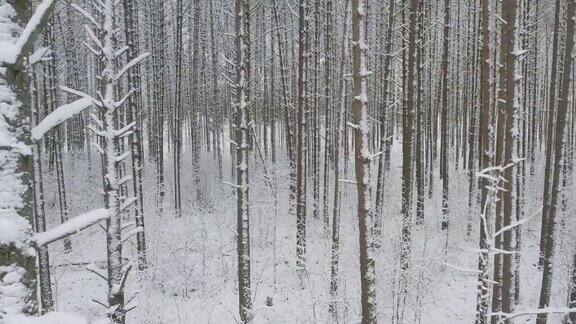 冬天的松树林和白桦林被雪覆盖