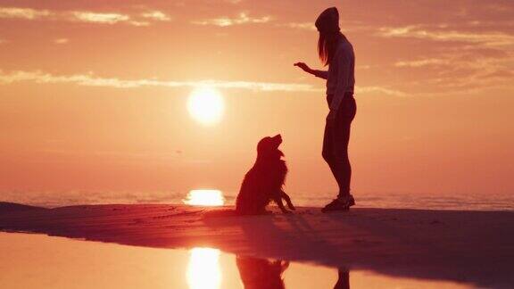 日落时分在海滩上和狗狗玩耍