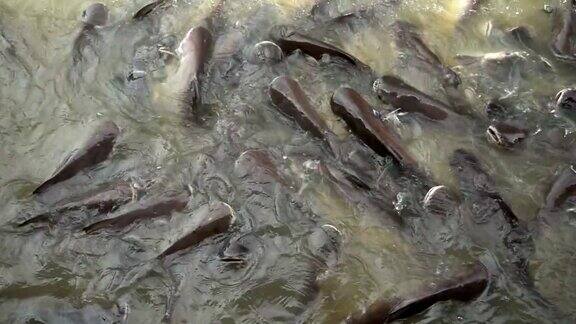 喂鱼条纹鲶鱼在河南泰国