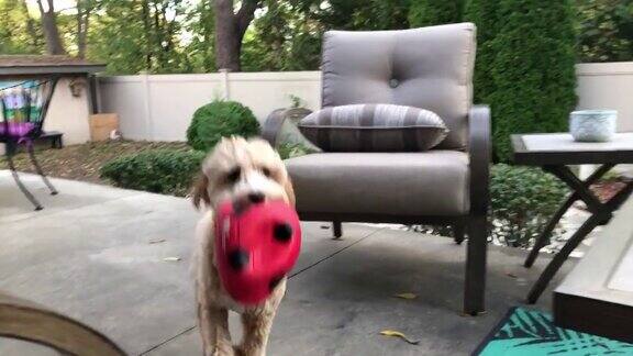 拉布拉多犬抓取球
