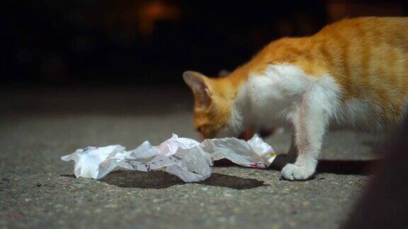 街头野猫和斑点猫在地上吃纸沙瓦玛