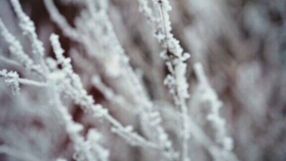 枯草树枝上的霜